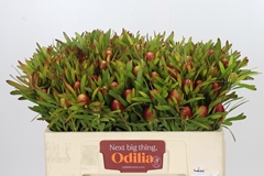 Leucadendron Ayoba Cherry Pearl 50cm