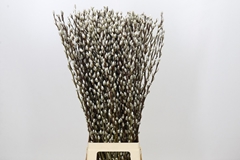 Salix Caprea Snow Flake 90cm
