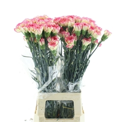 Dianthus Single Spritz 70cm