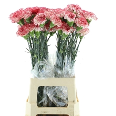 Dianthus Single Safari 70cm