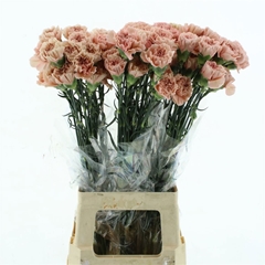 Dianthus Single Lege Marrone 70cm