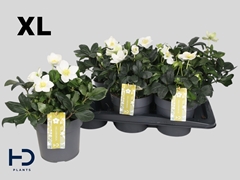 Helleborus Christmas Carol 17Ø 32cm