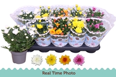 Chrysanth Double Mix 12Ø 25cm