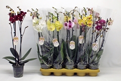 Phalaenopsis Mix 10 Colours 12Ø 60cm 2st
