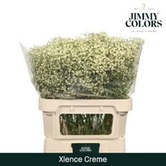 Gypsophila Painted Xlence Cream 80cm 30gr.