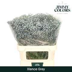 Gypsophila Painted Xlence Grey 80cm 30gr.