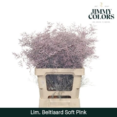 Limonium Painted Beltaard Soft Pink 70cm 30gr.