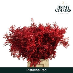 Pistacia Painted Red 40cm