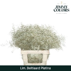 Limonium Painted Beltaard Metallic Platinum 70cm 30gr.