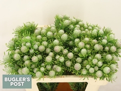 Leucadendron Spray Ayoba Jade Pearl 50cm