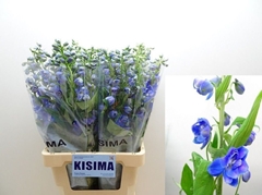 Delphinium Double Guardian Blue 70cm