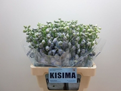 Delphinium Double Guardian Lavender 60cm