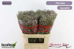 Gypsophila Paniculata Pink Haze 80cm 30gr.