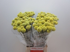 Craspedia Yellow 60cm