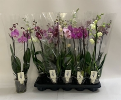 Phalaenopsis Mix 12Ø 60cm 3st