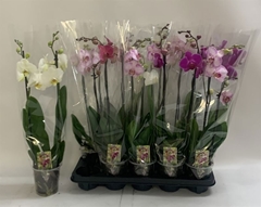 Phalaenopsis Mix 12Ø 60cm 2st