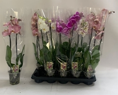 Phalaenopsis Mix 12Ø 60cm 2st