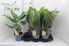 Alocasia Cucullata 17Ø 60cm