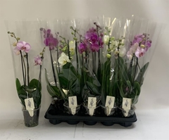 Phalaenopsis Mix 12Ø 60cm 3st