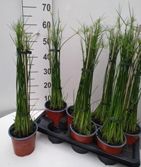 Cyperus Haspan 14Ø 65cm