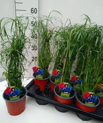 Cyperus Alternifolius 14Ø 60cm