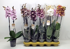 Phalaenopsis Mix 12Ø 60cm 2st