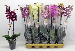 Phalaenopsis Mix 12Ø 60cm 2st