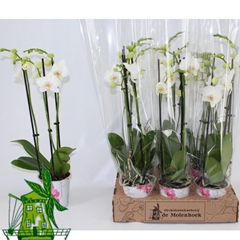 Phalaenopsis Inverness 12Ø 50cm 3st