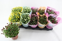 Chrysanth Milkshake Mix 12Ø 23cm
