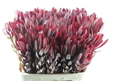 Leucadendron Jester 80cm