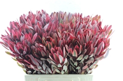 Leucadendron Jester 60cm