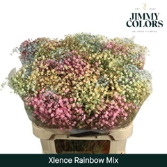 Gypsophila Painted Xlence Rainbow 80cm 30gr.