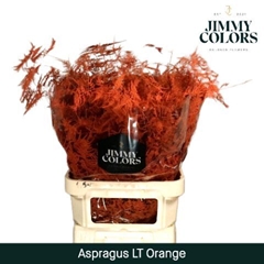 Asparagus Setaceus Painted Orange 80cm