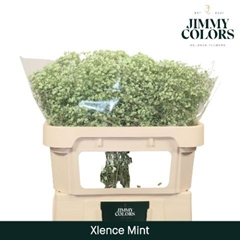 Gypsophila Painted Xlence Mint 70cm 20gr.