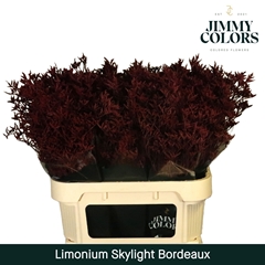 Limonium Painted Skylight Bordeaux 80cm 30gr.