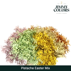 Pistacia Painted Easter Mix 40cm