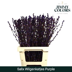 Salix Snow Flake Painted Purple 70cm