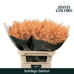 Solidago Painted Salmon 80cm 35gr.