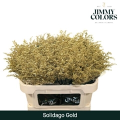 Solidago Painted Gold 80cm 35gr.