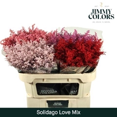 Solidago Painted Love Mix 80cm 35gr.