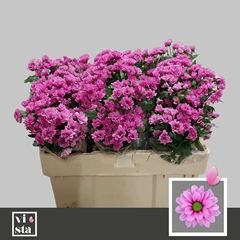 Chrysanht Spray Aaa Pinkpop 50cm 24gr.