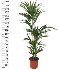 Howea Forsteriana 24Ø 200cm