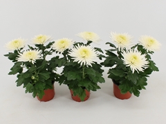Chrysanth Anastasia 12Ø 30cm
