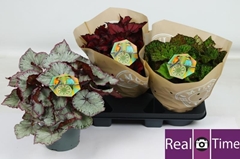 Begonia Leaf Beleaf Mix 17Ø 32cm