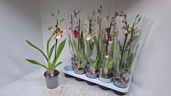 Cambria Mix 12Ø 50cm 2st