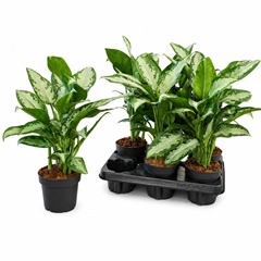 Aglaonema Jubilee 12Ø 45cm