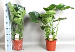 Monstera Deliciosa 21Ø 80cm