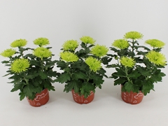 Chrysanth Anastasia Dark Lime 15Ø 35cm
