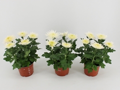 Chrysanth Anastasia 15Ø 35cm