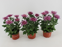 Chrysanth Anastasia Lilac 15Ø 35cm